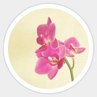 Pink Orchid Sticker